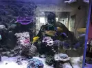 [TodoMarino.com] vendo peces en barcelona (no envio) - barcelona