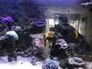 [TodoMarino.com] vendo peces en barcelona (no envio) - barcelona