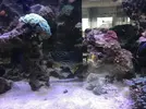 [TodoMarino.com] vendo peces en barcelona (no envio) - barcelona
