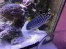[TodoMarino.com] vendo peces en barcelona (no envio) - barcelona