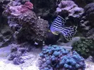 [TodoMarino.com] vendo peces en barcelona (no envio) - barcelona