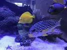 [TodoMarino.com] vendo peces en barcelona (no envio) - barcelona