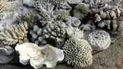 [TodoMarino.com] ESQUELETOS DE CORAL - Madrid