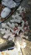 [TodoMarino.com] ESQUELETOS DE CORAL - Madrid