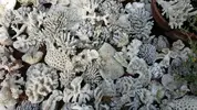 [TodoMarino.com] ESQUELETOS DE CORAL - Madrid