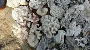 [TodoMarino.com] ESQUELETOS DE CORAL - Madrid