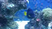 [TodoMarino.com] Vendo peces xanturum, marginatus y ocellaris (Valencia) - Valencia
