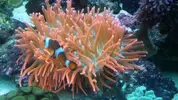 [TodoMarino.com] Vendo peces xanturum, marginatus y ocellaris (Valencia) - Valencia