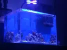 [TodoMarino.com] Vendo nano 60 litros completo y funcionando - Madrid