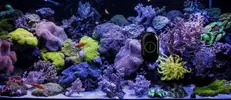 [TodoMarino.com] NUEVO JUGUETE PARA ESTAS NAVIDADES MOAI ” EL ROOMBA DE LOS ACUARIOS”