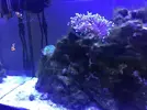 [TodoMarino.com] Acuario 80L curius14