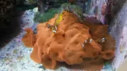 [TodoMarino.com] Rocas con Coral Blando BCN - Caldes de Montbui