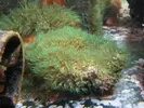 [TodoMarino.com] Rocas con Coral Blando BCN - Caldes de Montbui