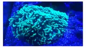 [TodoMarino.com] Euphylia ancora xl envio - Asturias