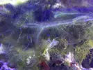 [TodoMarino.com] Acuario 80L curius14
