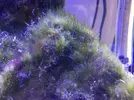 [TodoMarino.com] Acuario 80L curius14