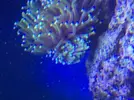 [TodoMarino.com] ayuda con glabrescens