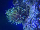 [TodoMarino.com] ayuda con glabrescens