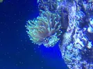 [TodoMarino.com] ayuda con glabrescens