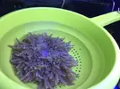 [TodoMarino.com] Vendo anémona crispa blanca puntas azules - Montcada i Reixac (Barcelona)