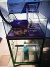 [TodoMarino.com] Esquejódromo o acuario bajo con sump y mesa - Málaga