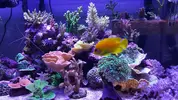 Acuario de David