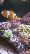 [TodoMarino.com] Cambio pareja de ocellaris 6 meses