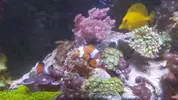 [TodoMarino.com] Cambio pareja de ocellaris 6 meses