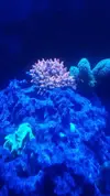 [TodoMarino.com] Anemonas cuadricolor 10eurod - Barcelona ( hospitalet de llobregat)