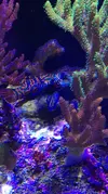 [TodoMarino.com] Synchiropus splendidus y caracol strombus - cadiz