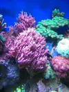 [TodoMarino.com] Venta dos piezas de hystrix rosa - Antequera - Málaga