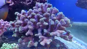 [TodoMarino.com] Pieza XXXL Styillopora tricolor - Salvaterra de miño( Pontevedra)