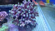 [TodoMarino.com] Pieza XXXL Styillopora tricolor - Salvaterra de miño( Pontevedra)