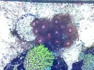 [TodoMarino.com] Vendo Zoanthus Chong Bong - Parla - Madrid