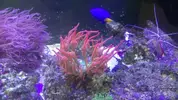 [TodoMarino.com] Taller - Solo Anemonas ... todo lo que siempre has querido saber...