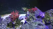 [TodoMarino.com] Taller - Solo Anemonas ... todo lo que siempre has querido saber...