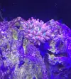 [TodoMarino.com] Taller - Solo Anemonas ... todo lo que siempre has querido saber...