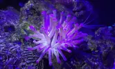 [TodoMarino.com] Taller - Solo Anemonas ... todo lo que siempre has querido saber...