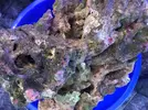 [TodoMarino.com] Vendo roca viva (3-4kg) Terrassa, Vallès - Terrassa, Vallès.