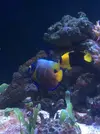 [TodoMarino.com] Venta peces - Madrid