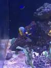 [TodoMarino.com] Venta peces - Madrid