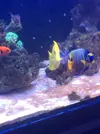 [TodoMarino.com] Venta peces - Madrid