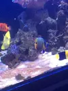 [TodoMarino.com] Venta peces - Madrid