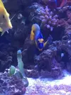 [TodoMarino.com] Venta peces - Madrid
