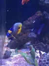 [TodoMarino.com] Venta peces - Madrid