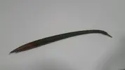 [TodoMarino.com] Vainas de manglar - envio - Cadiz