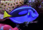 [TodoMarino.com] PECES - Valdemoro (madrid)