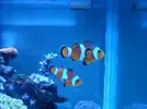 [TodoMarino.com] Vendo pareja amphirion ocellaris - Madrid (Alcobendas)