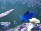 [TodoMarino.com] Vendo Odonus Niger - MAdrid