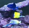 [TodoMarino.com] Vendo Odonus Niger - MAdrid